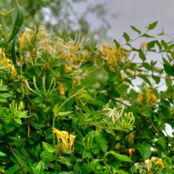 PLANT IN A BOX - Chèvrefeuille - set de 6 - lonicera kamtchatica - hauteur 25-40cm - ⌀9cm