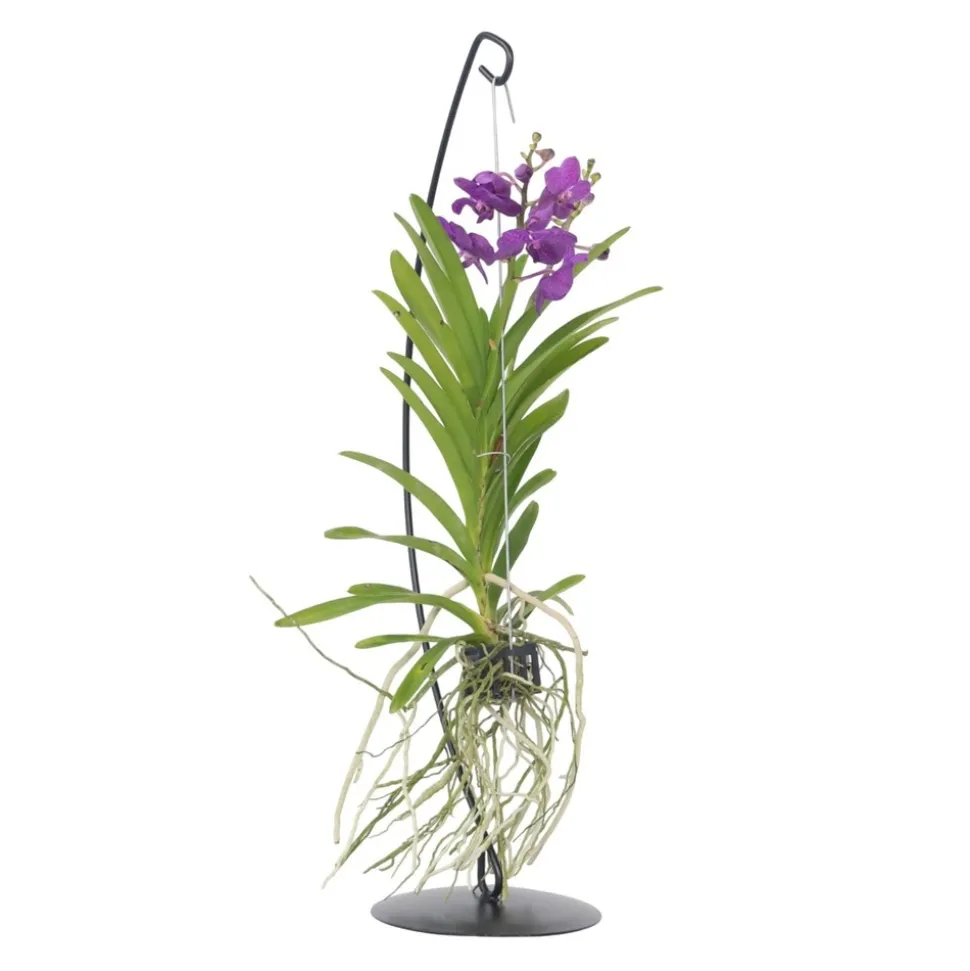 PLANT IN A BOX - Orchidée - vanda 'blue' - hauteur 45-55cm