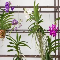 PLANT IN A BOX - Orchidée - vanda 'pink' - hauteur 55-65cm