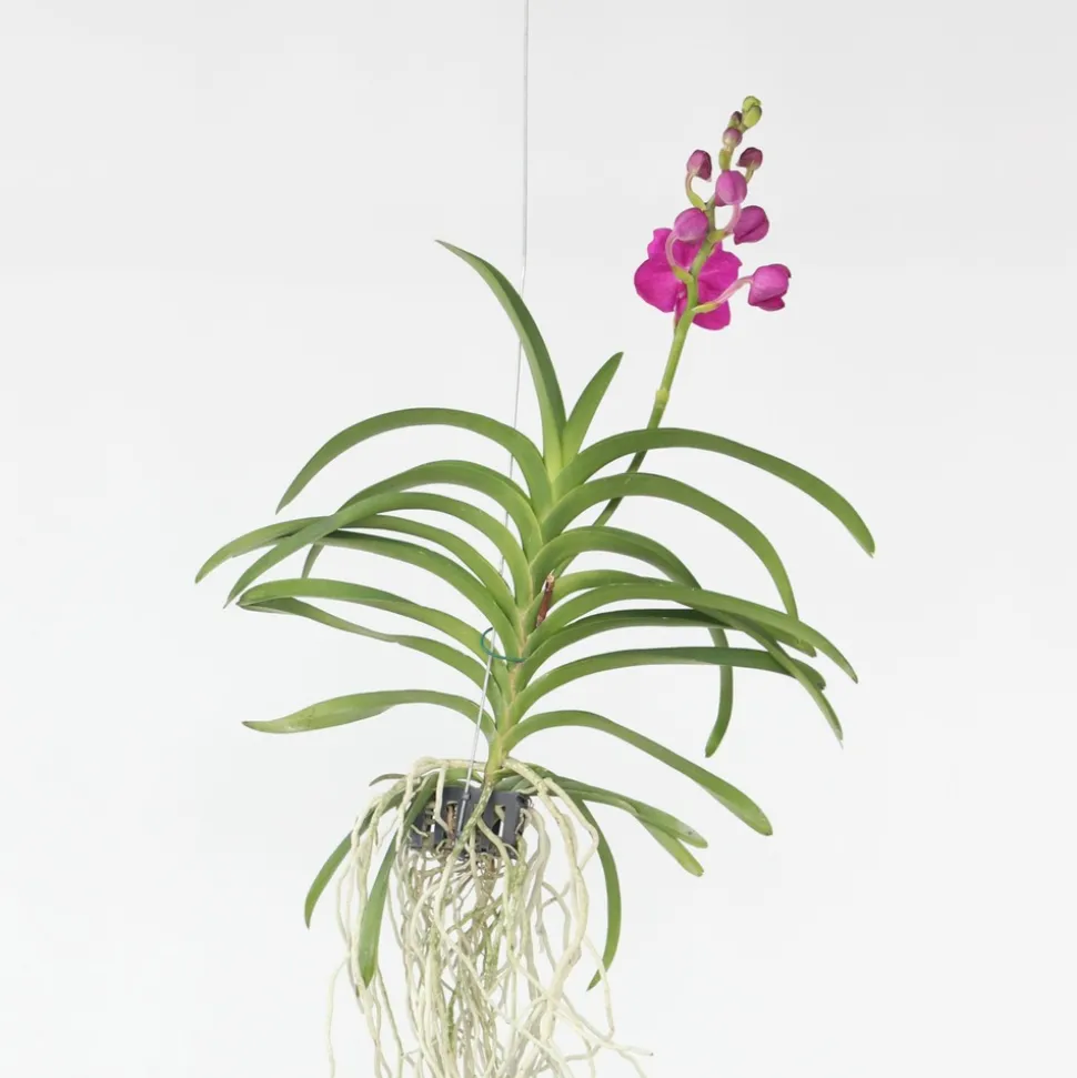 PLANT IN A BOX - Orchidée - vanda 'pink' - hauteur 55-65cm