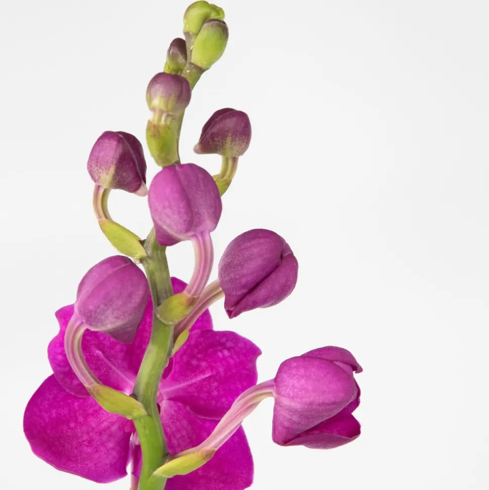 PLANT IN A BOX - Orchidée - vanda 'pink' - hauteur 55-65cm