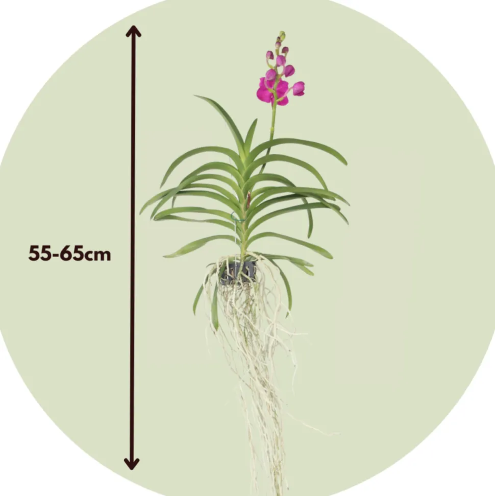 PLANT IN A BOX - Orchidée - vanda 'pink' - hauteur 55-65cm