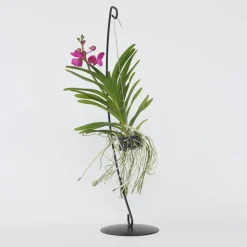 PLANT IN A BOX - Orchidée - vanda 'pink' - hauteur 45-55cm