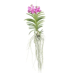 PLANT IN A BOX - Orchidée - vanda 'pink' - hauteur 45-55cm