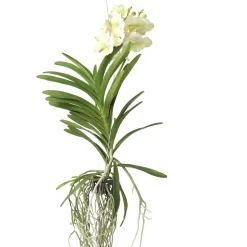 PLANT IN A BOX - Orchidée - vanda 'tayanee white' - hauteur 45-55cm