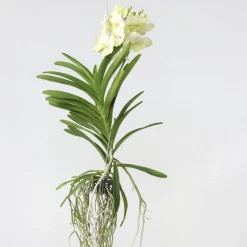 PLANT IN A BOX - Orchidée - vanda 'tayanee white' - hauteur 45-55cm