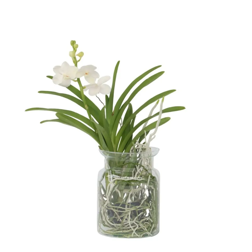 PLANT IN A BOX - Orchidée - vanda 'white' - hauteur 40-50cm - ⌀14cm