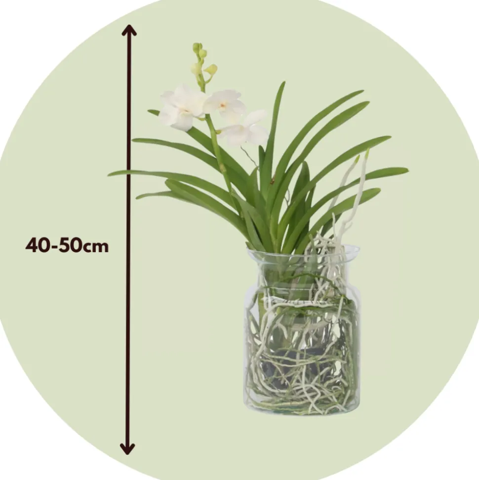PLANT IN A BOX - Orchidée - vanda 'white' - hauteur 40-50cm - ⌀14cm