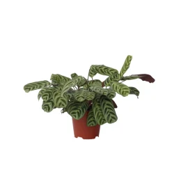 PLANT IN A BOX - Plante dormeuse - ctenanthe 'burle-marxii' - hauteur 30-40cm - ⌀14cm