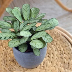 PLANT IN A BOX - Plante dormeuse - ctenanthe 'burle-marxii' - hauteur 30-40cm - ⌀14cm