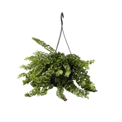 PLANT IN A BOX - Plante rouge à lèvres - aeschynanthus pulcher - hauteur 20-30cm - ⌀15cm