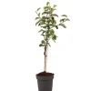 PLANT IN A BOX - Pommier - malus domestica 'elstar' - hauteur 90-100cm - ⌀21cm