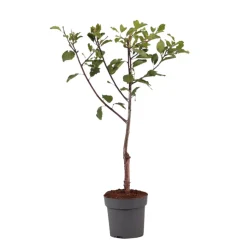 PLANT IN A BOX - Prunier - prunus domestica 'opal' - hauteur 90-100cm - ⌀21cm