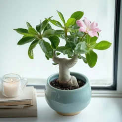 PLANT IN A BOX - Rose du désert - adenium obesum - hauteur 25-40cm - ⌀10,5cm