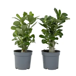 PLANT IN A BOX - Rose du désert - set de 2 - adenium obesum - hauteur 25-40cm - ⌀10,5cm