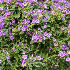 PLANT IN A BOX - Solanum - set de 3 - lycianthes rantonnetii - hauteur 25-40cm - ⌀9cm