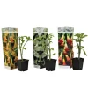 PLANT IN A BOX - Trompette des anges - set de 3 - brugmansia - hauteur 25-40cm - ⌀9cm