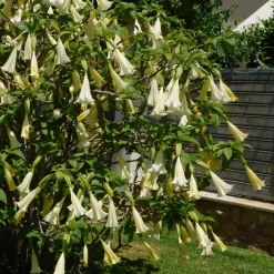 PLANT IN A BOX - Trompette des anges - set de 3 - brugmansia - hauteur 25-40cm - ⌀9cm