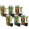 PLANT IN A BOX - Trompette des anges - set de 6 - brugmansia - hauteur 25-40cm - ⌀9cm