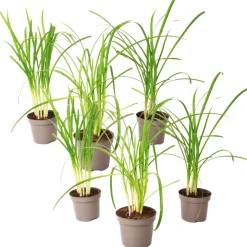 PLANT IN A BOX - Tulbaghie - set de 6 - tulbaghia violacea - hauteur 15-25cm - ⌀9cm