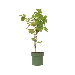 PLANT IN A BOX - Vigne à raisin - vitis vinifera ‘himrod’ - hauteur 60-75cm - ⌀21cm
