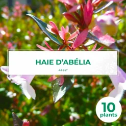 PÉPINIÈRES NAUDET - 10 abélia (abélia x grandiflora) - haie d'abélia