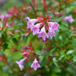 PÉPINIÈRES NAUDET - Abélia x grandiflora 'edward goucher' (abelia x grandiflora 'edward goucher')