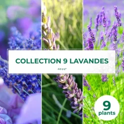 PÉPINIÈRES NAUDET - Collection de 9 lavandes