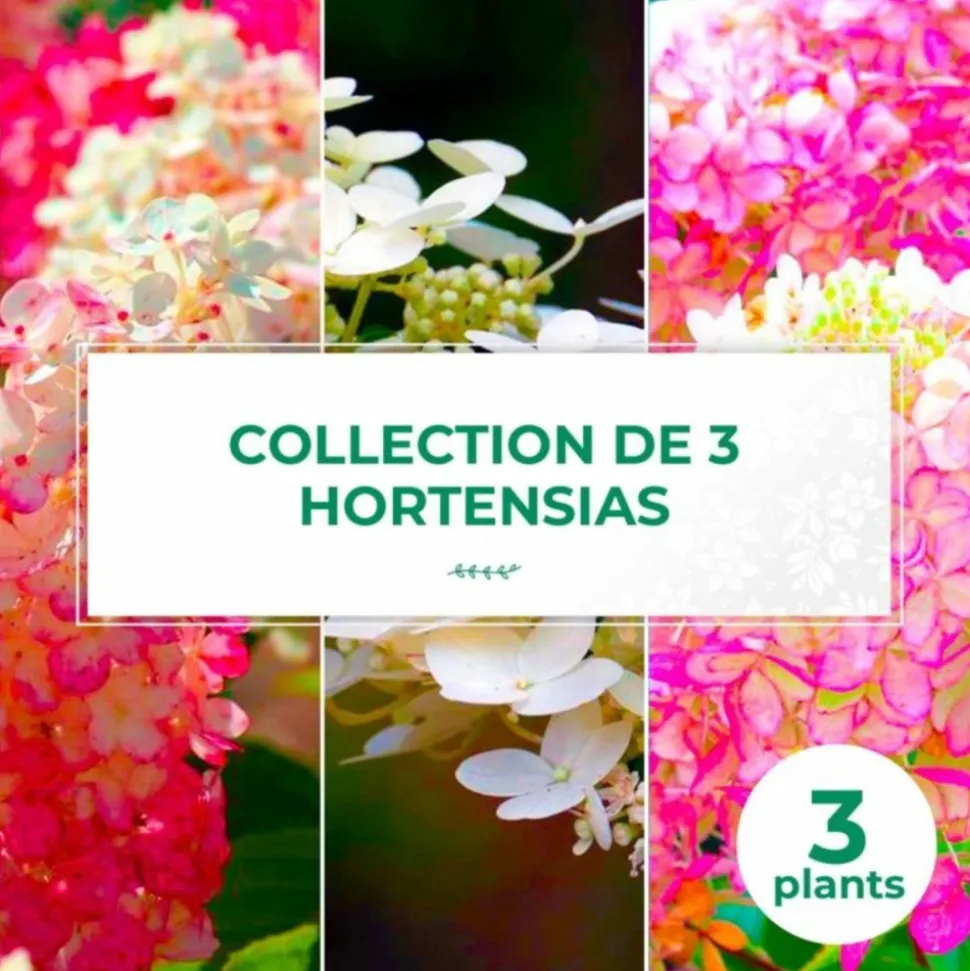 PÉPINIÈRES NAUDET - Collection 3 hortensias (hydrangea paniculata)