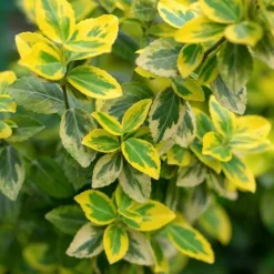 PÉPINIÈRES NAUDET - Fusain de fortune 'emerald gold' (euonymus fortunei 'emerald'n gold')