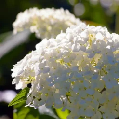 PÉPINIÈRES NAUDET - Hortensia paniculé 'unique' (hydrangea paniculata 'unique')