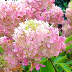 PÉPINIÈRES NAUDET - Hortensia paniculé 'pink diamond' (hydrangea paniculata 'pink diamond')