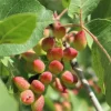PÉPINIÈRES NAUDET - Pistachier térébinthe (pistacia terebinthus)