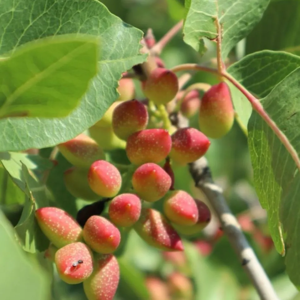 PÉPINIÈRES NAUDET - Pistachier térébinthe (pistacia terebinthus)
