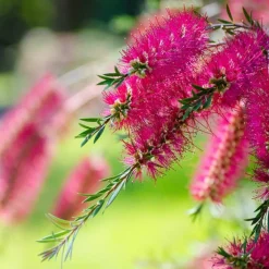 PÉPINIÈRES NAUDET - Rince bouteille (callistemon x laevis)