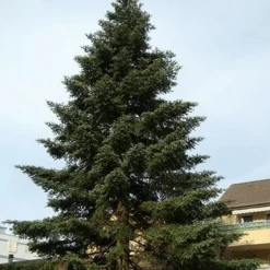 PÉPINIÈRES NAUDET - Sapin d'espagne (abies pinsapo) - godet - taille 13/25cm