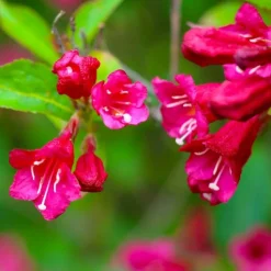 PÉPINIÈRES NAUDET - Weigela 'red prince' (weigela x florida 'red prince')