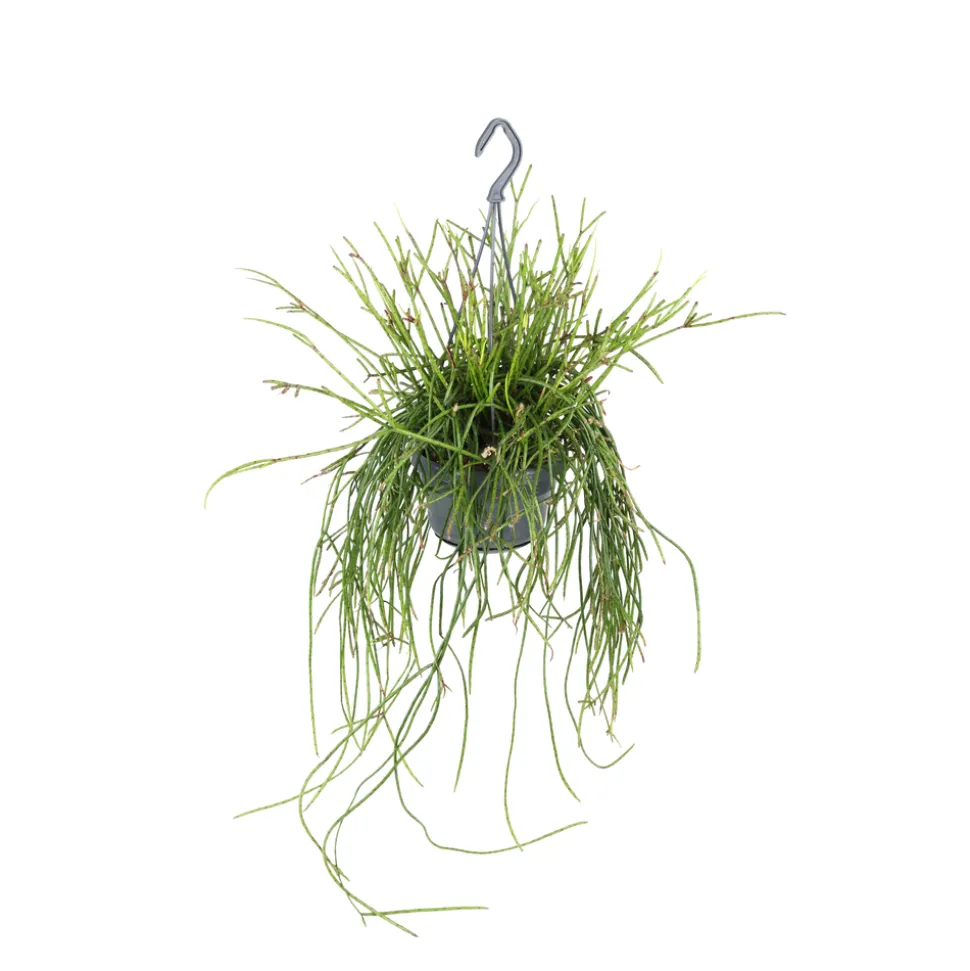 Rhipsalis mix - Suspension D 14cm - H 35cm