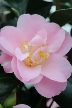 ROUÉ PÉPINIÈRES - Camelia 'la psalette' - en pot de 1 litre