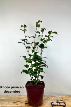 ROUÉ PÉPINIÈRES - Camélia 'mary williams' - en pot de 1 litre