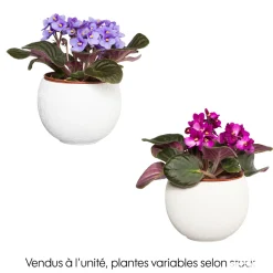 Saintpaulia : plante Ø12cm petit modèle pot