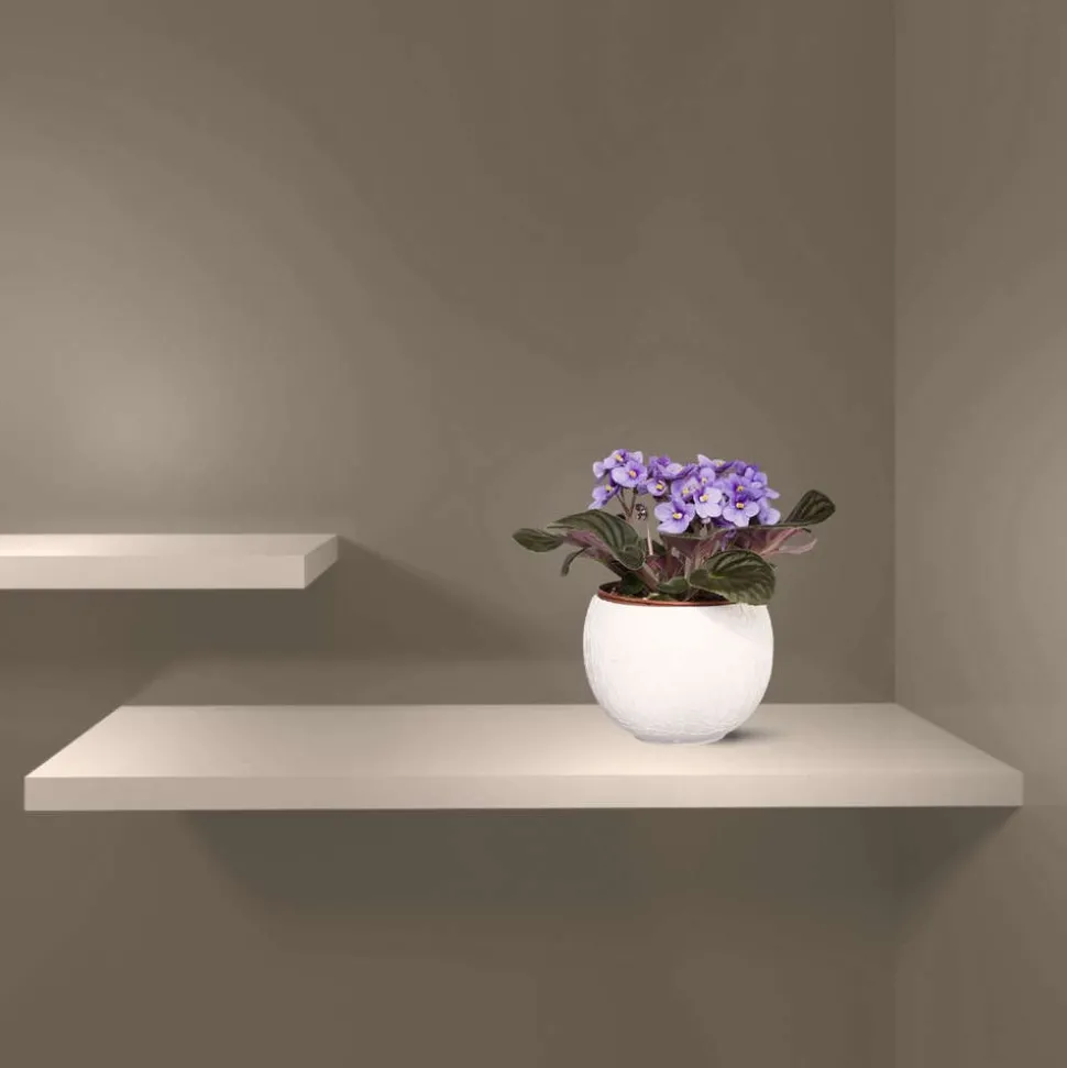 Saintpaulia : plante Ø12cm petit modèle pot