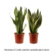 Sansevieria mix : pot D.17cm