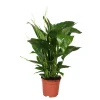 Spathiphyllum : Pot Ø 17cm