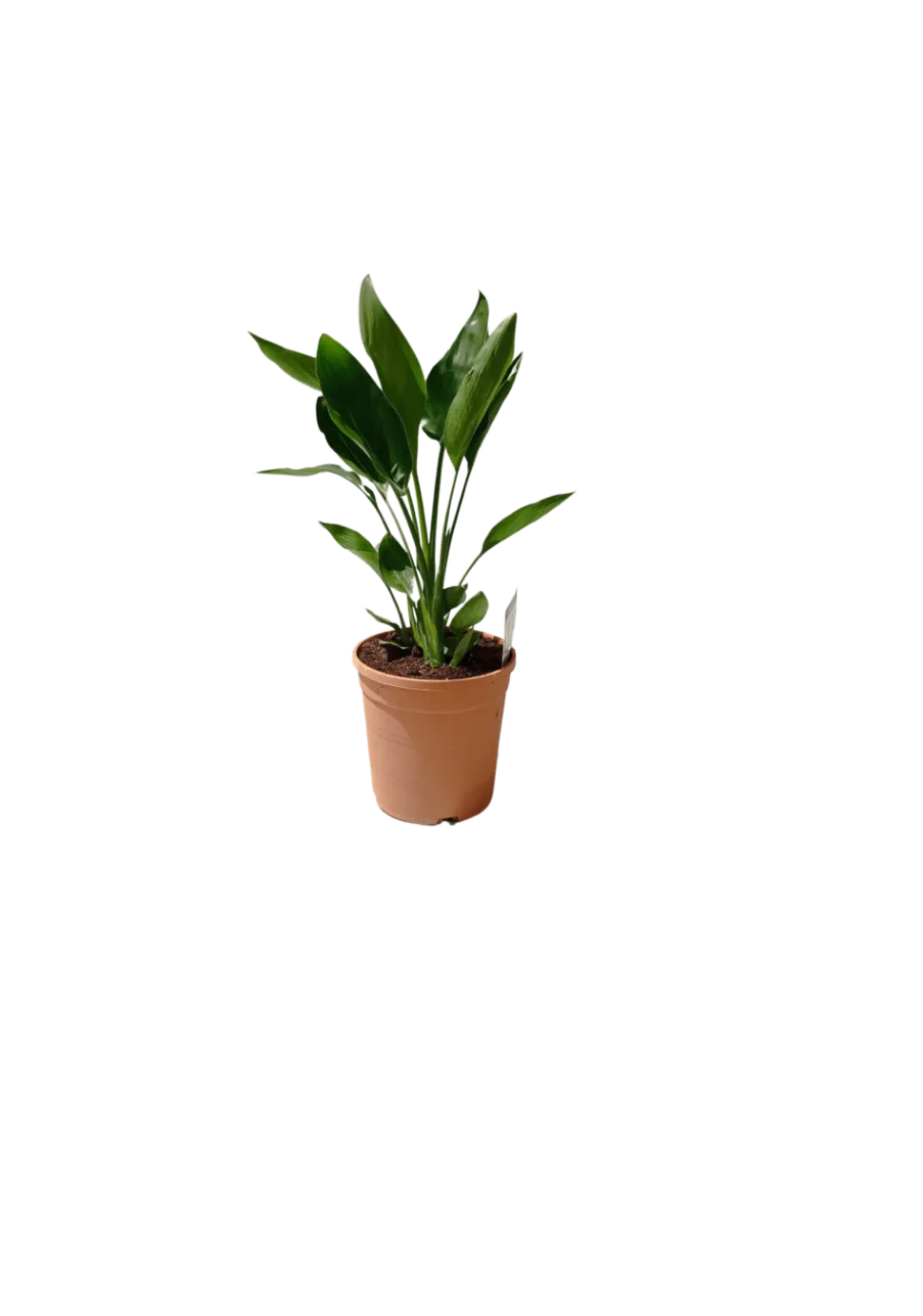 Strelitzia reginae - oiseau de paradis h-70/80cm