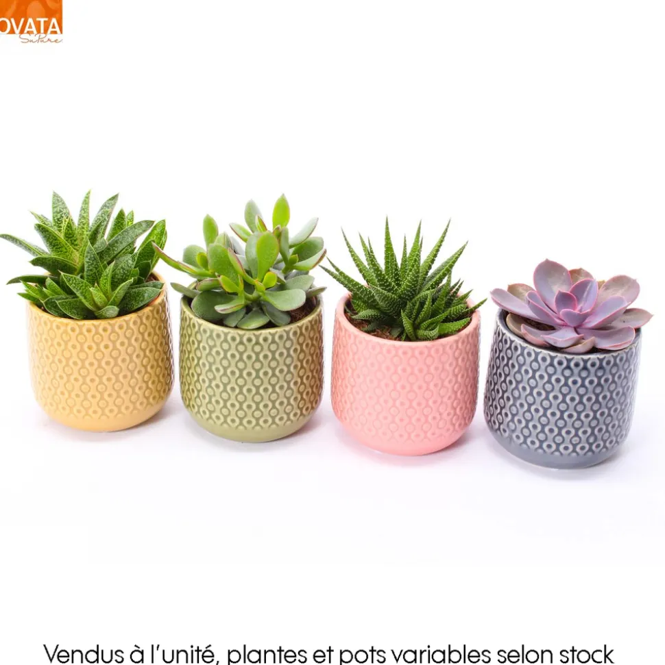 Succulentes mix- Céramique - D 10cm