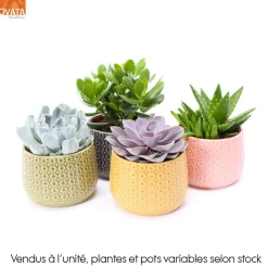 Succulentes mix - Céramique - D 15cm