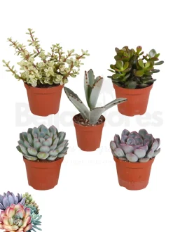 Succulentes mélange de 5 pots h-7/14cm