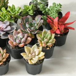 Succulentes mélange de 5 pots h-7/14cm