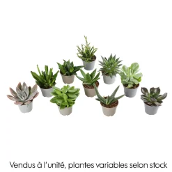 Succulentes : Pot d5.5cm - Variétés variables